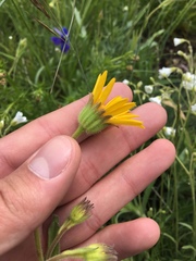 Arnica sororia