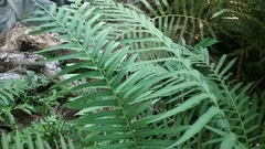 Christella hispidula