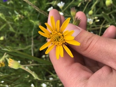 Arnica sororia
