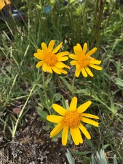 Arnica sororia