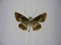 Acleros mackenii olaus