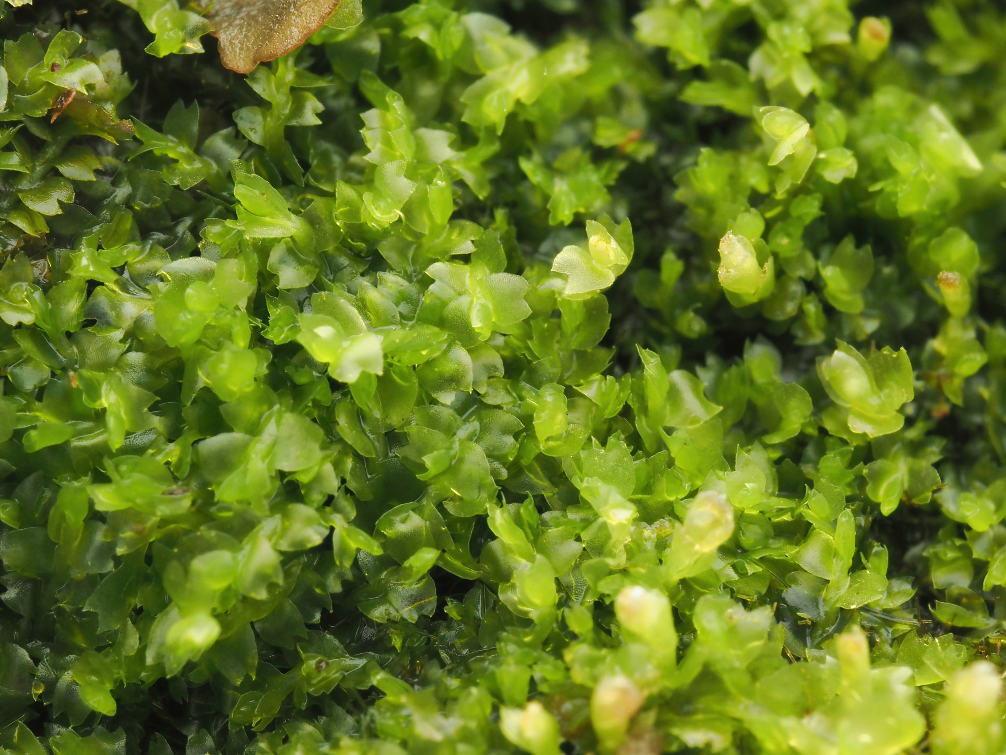 Mesoptychia heterocolpos