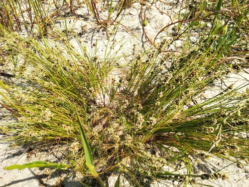Image of Ficinia bulbosa by (c) De Waal Hugo, some rights reserved (CC BY)