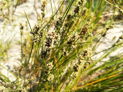Image of Ficinia bulbosa by (c) De Waal Hugo, some rights reserved (CC BY)
