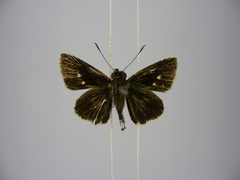 Acleros mackenii olaus