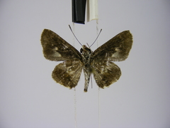 Acleros mackenii olaus