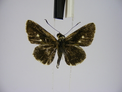 Acleros mackenii olaus