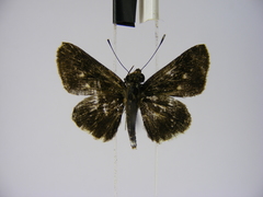 Acleros mackenii olaus