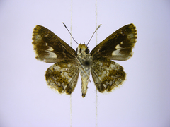 Acleros mackenii olaus