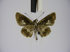 Acleros mackenii olaus