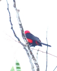 Ramphocelus nigrogularis