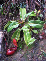 Nepenthes × kinabaluensis