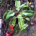 Nepenthes kinabaluensis - Photo (c) tjeales, some rights reserved (CC BY-SA), uploaded by tjeales