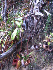 Nepenthes × kinabaluensis