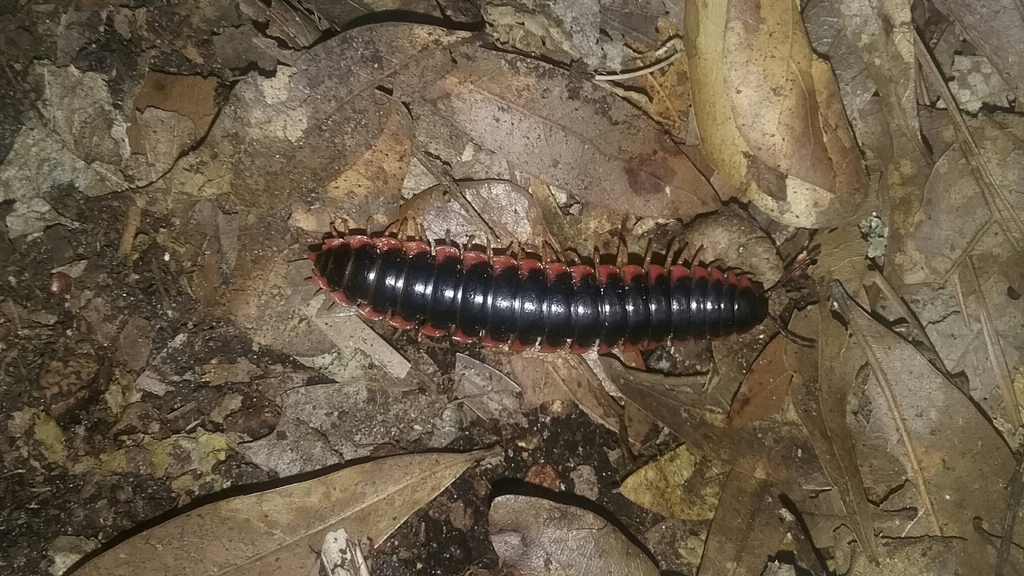 Sigmoria australis