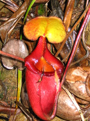 Nepenthes × kinabaluensis