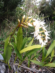 Coelogyne