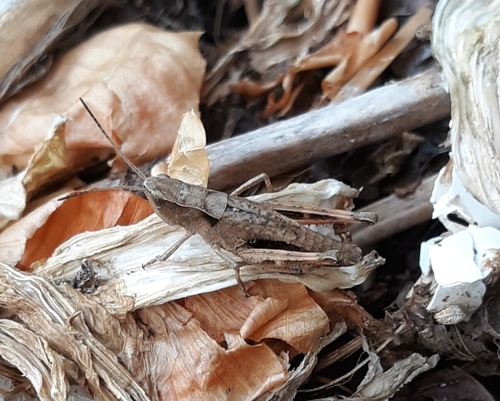 Sprinkled Locust photo 5