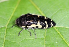 Acmaeodera pulchella