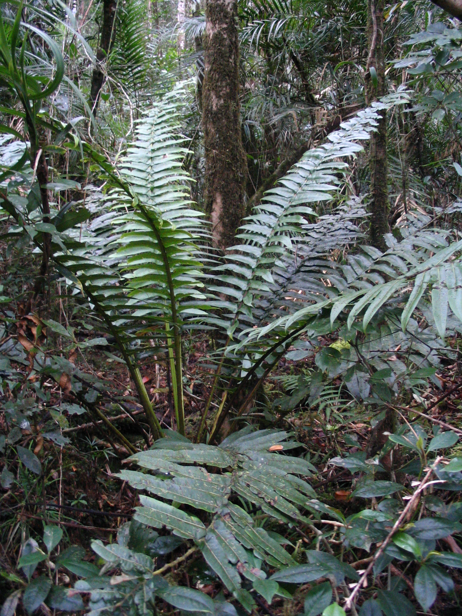 Sphaeropteris capitata