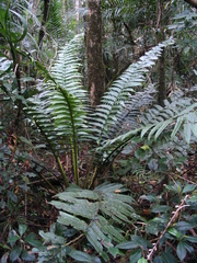 Sphaeropteris capitata