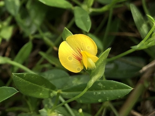 Zornia cantoniensis iNat (2)