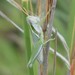 Cudweed Grasshopper - Photo (c) Eric Laws, some rights reserved (CC BY-NC), uploaded by Eric Laws
