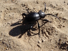 Moneilema semipunctatum