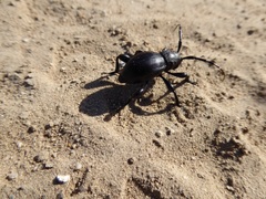 Moneilema semipunctatum