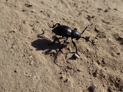 Moneilema semipunctatum