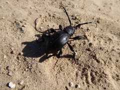 Moneilema semipunctatum