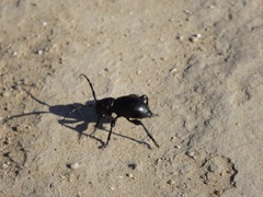 Moneilema semipunctatum