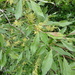 Salix bebbiana - Photo (c) Serguei Ponomarenko, algunos derechos reservados (CC BY-NC), uploaded by Serguei Ponomarenko