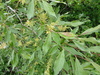 Salix bebbiana - Photo (c) Serguei Ponomarenko, algunos derechos reservados (CC BY-NC), subido por Serguei Ponomarenko