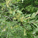 Salix bebbiana - Photo (c) Serguei Ponomarenko,  זכויות יוצרים חלקיות (CC BY-NC), הועלה על ידי Serguei Ponomarenko