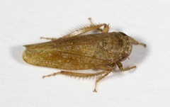 Paraphlepsius continuus