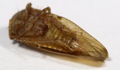 Paraphlepsius continuus