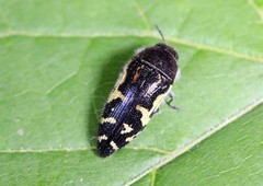 Acmaeodera pulchella