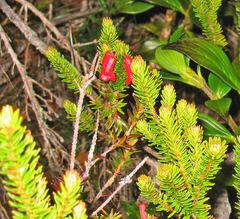Rhododendron ericoides