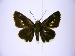 Acleros mackenii olaus