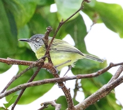 Todirostrum maculatum
