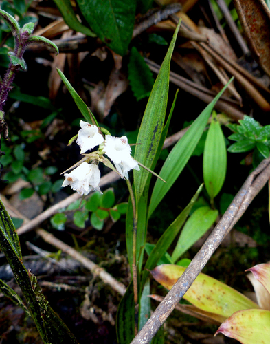 Elleanthus gracilis (Rchb.f.) Rchb.f.