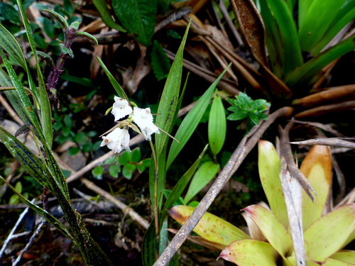 Elleanthus gracilis (Rchb.f.) Rchb.f. 2