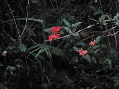 Rhododendron crassifolium