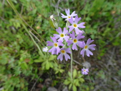Primula incana