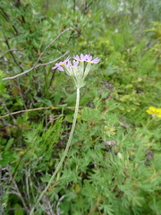 Primula incana