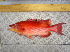 Bodianus unimaculatus