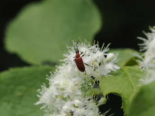Lemula rufithorax