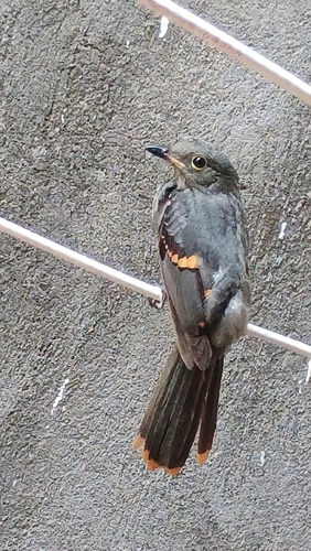Cinereous Mourner (Laniocera hypopyrra), photo 5