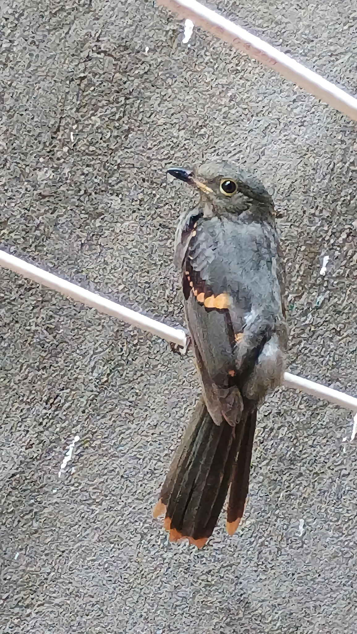 Cinereous Mourner (Laniocera hypopyrra), photo 6